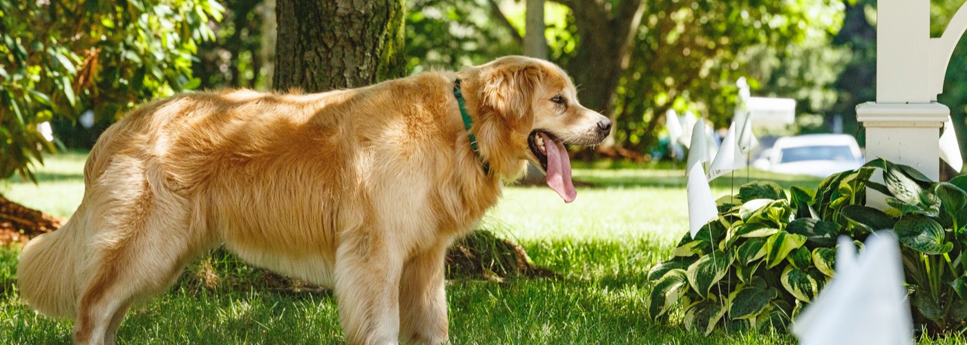 DogWatch by Kerry's Landscaping, Brookings, South Dakota | Outdoor Hidden Dog Fences Slider Image